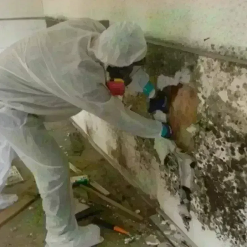 Mold Remediation and Removal in Yolo County, CA